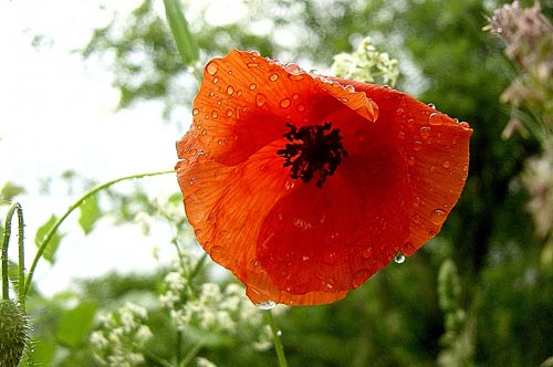 coeur de pavot mouillé