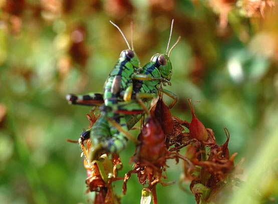 amour sur milleperuis