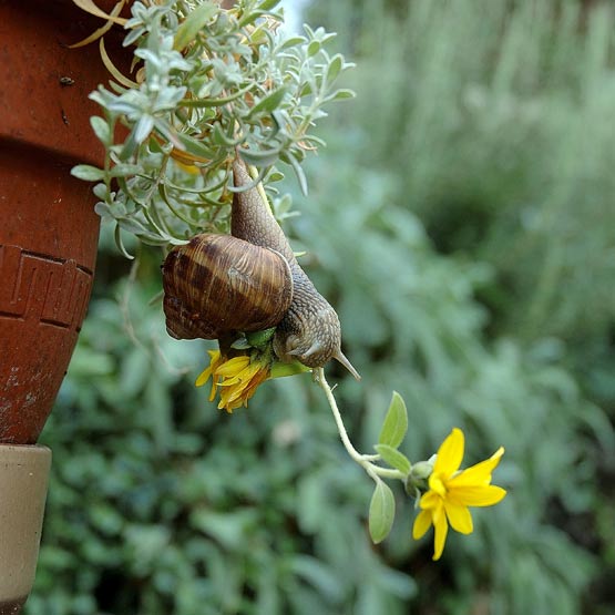 escargot équilibre