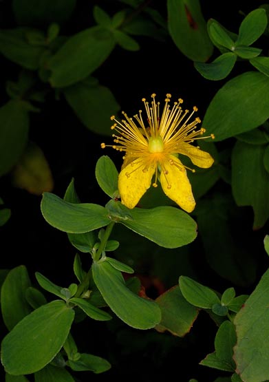 millepertuis une fleur