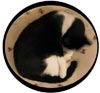le chat tueur